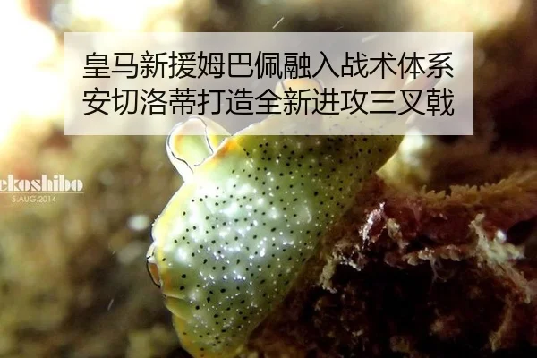 皇马新援姆巴佩融入战术体系 安切洛蒂打造全新进攻三叉戟
